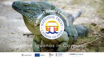 Blue Iguanas in Cayman