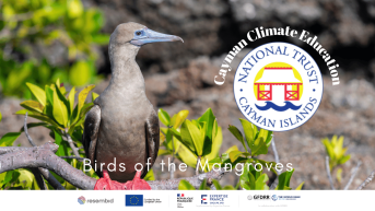 Birds of the Mangroves