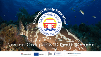 Nassau Grouper and Climate Change