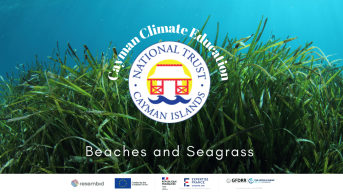 Beaches and Seagrass in Cayman